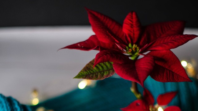 Flores y Navidad: un toque de amor y calidez para estas fiestas